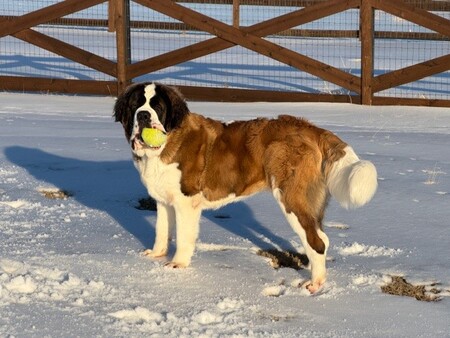 Entry image for Lincoln. Clicking this image will show a larger photo