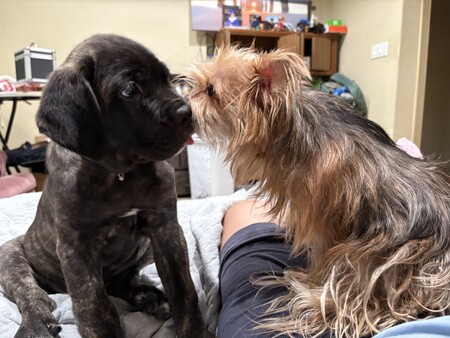 Entry image for Maya & Mia. Clicking this image will show a larger photo