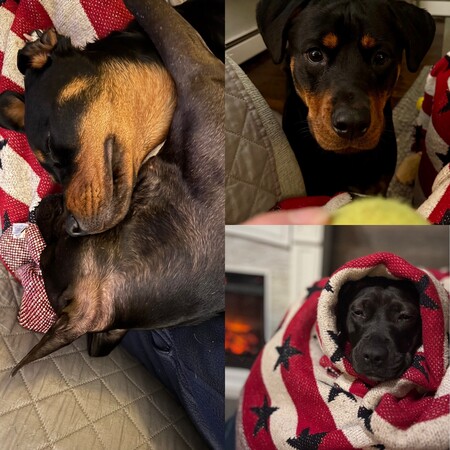 Entry image for Chelsea & Luci. Clicking this image will show a larger photo