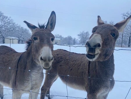 Entry image for Steve and John (rescue donkeys). Clicking this image will show a larger photo