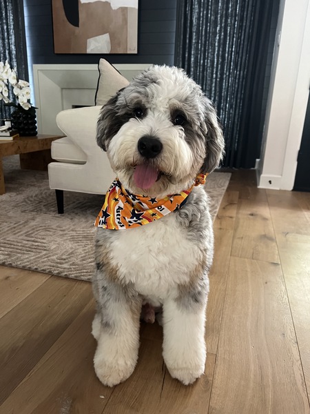 Entry image for Miles. Clicking this image will show a larger photo