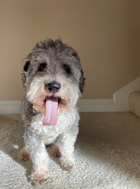 Entry image for Tommy. Clicking this image will show a larger photo