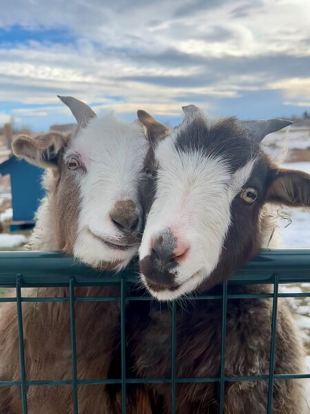 Entry image for Merry and Pippin. Clicking this image will show a larger photo