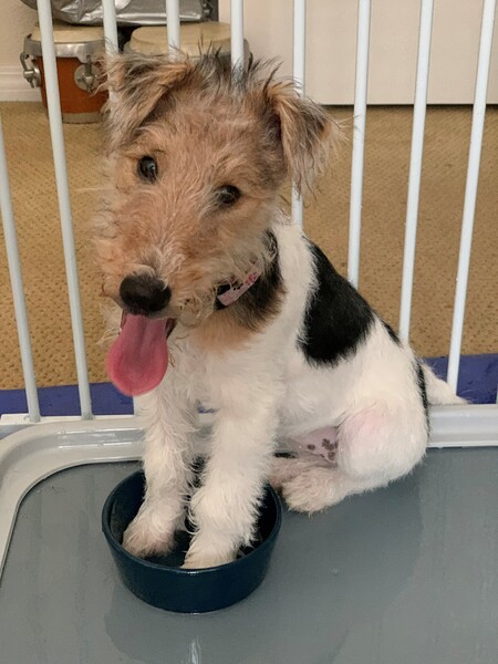 Entry image for Ella. Clicking this image will show a larger photo