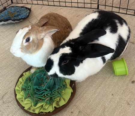 Entry image for Sunny and Juicy. Clicking this image will show a larger photo