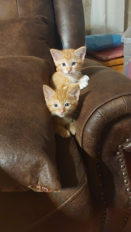 Entry image for Chewy and Solo. Clicking this image will show a larger photo