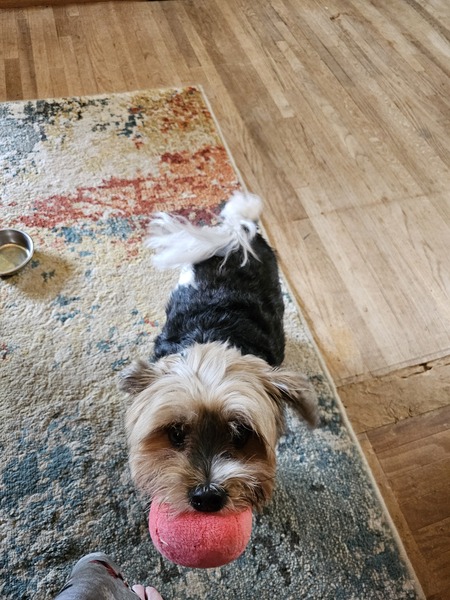 Entry image for Kostbar. Clicking this image will show a larger photo