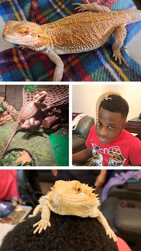 Entry image for Comet. Clicking this image will show a larger photo