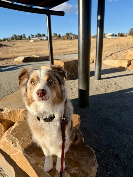 Entry image for Koda. Clicking this image will show a larger photo