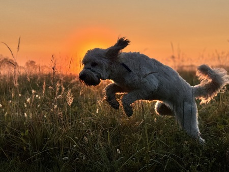 Entry image for Marlie. Clicking this image will show a larger photo