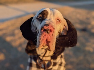 Entry image for Norman. Clicking this image will show a larger photo