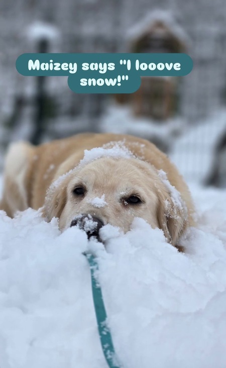 Entry image for Maizey. Clicking this image will show a larger photo