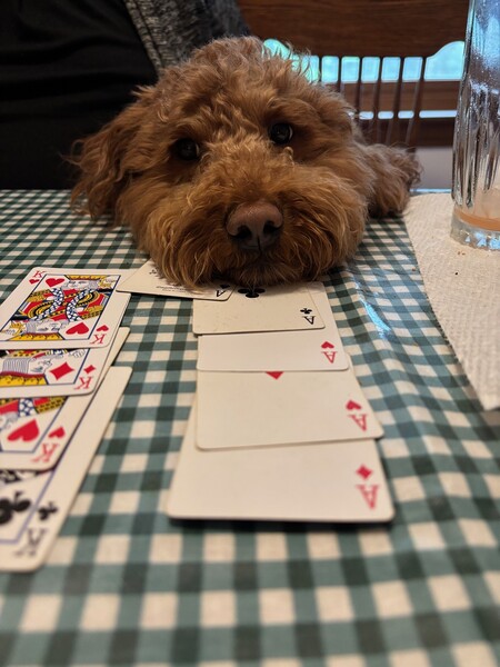 Entry image for Mugsy. Clicking this image will show a larger photo