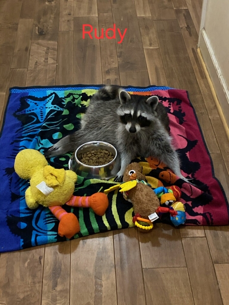 Entry image for Rudy. Clicking this image will show a larger photo