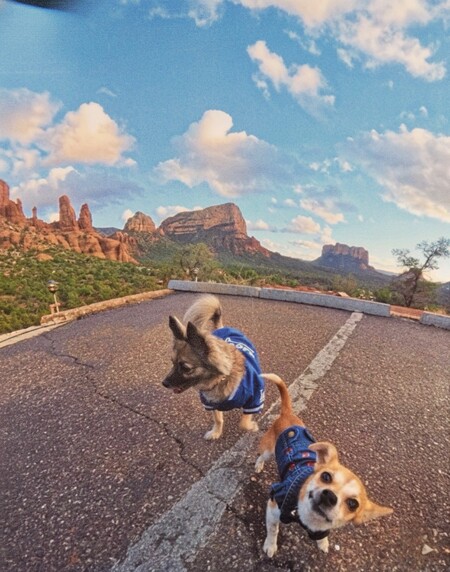 Entry image for Punky & Franky. Clicking this image will show a larger photo