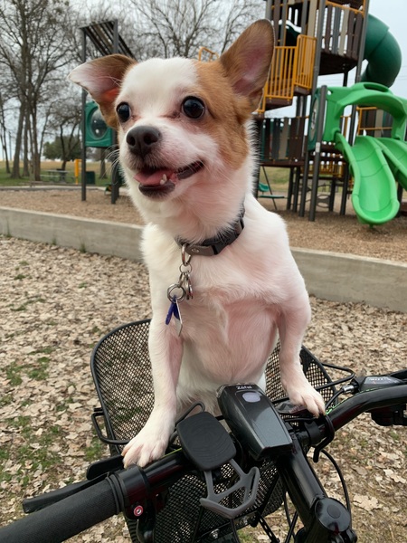 Entry image for Abby Cadabby. Clicking this image will show a larger photo