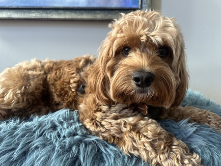 Entry image for Koko. Clicking this image will show a larger photo