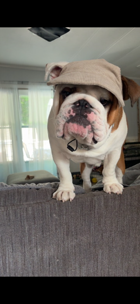 Entry image for Wilbur. Clicking this image will show a larger photo