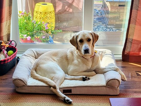 Entry image for Milo. Clicking this image will show a larger photo