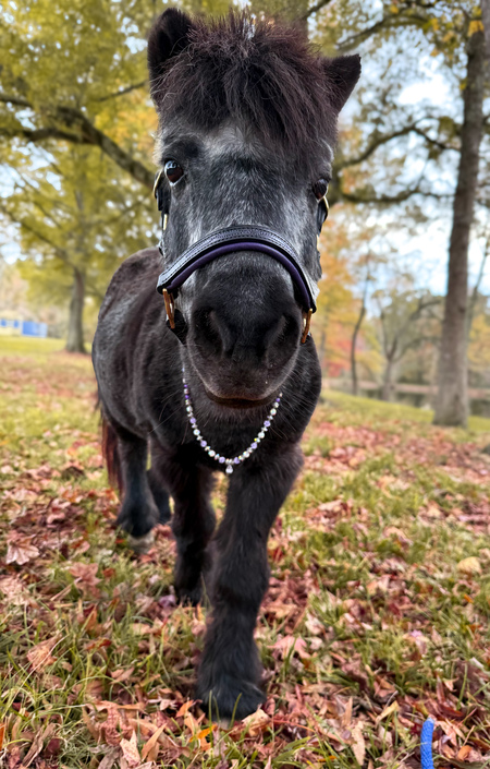 Entry image for Middy, “Midnight Snack Attack”. Clicking this image will show a larger photo