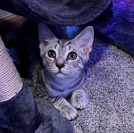 Entry image for Silver. Clicking this image will show a larger photo