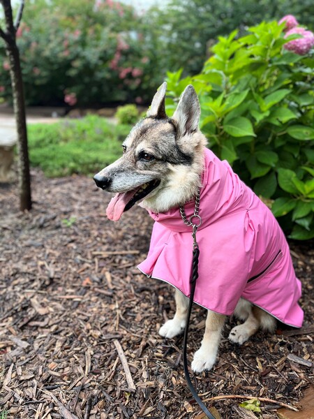 Entry image for Sabrina. Clicking this image will show a larger photo