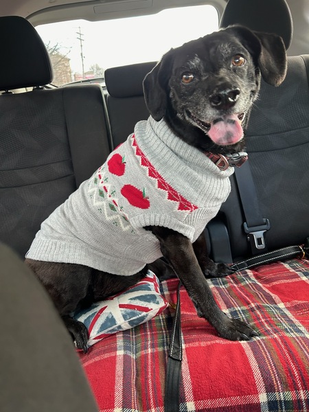 Entry image for Pippin. Clicking this image will show a larger photo