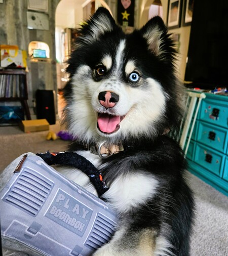 Entry image for Echo. Clicking this image will show a larger photo