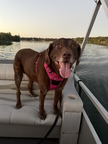 Entry image for Hershey. Clicking this image will show a larger photo