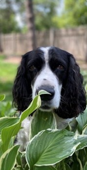 Entry image for Lucy Dee. Clicking this image will show a larger photo