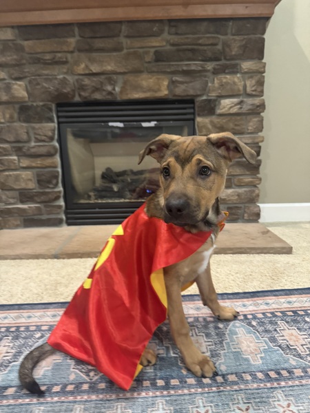 Entry image for Cedar. Clicking this image will show a larger photo