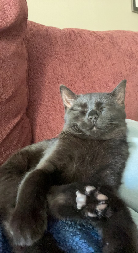 Entry image for Bean. Clicking this image will show a larger photo