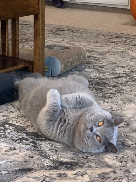 Entry image for Tom. Clicking this image will show a larger photo