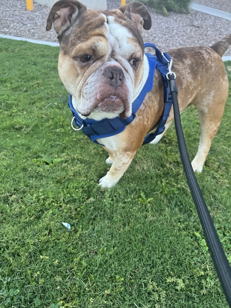 Entry image for Blue Porkchop. Clicking this image will show a larger photo