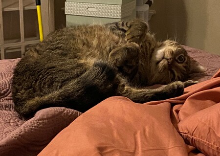 Entry image for Mason. Clicking this image will show a larger photo