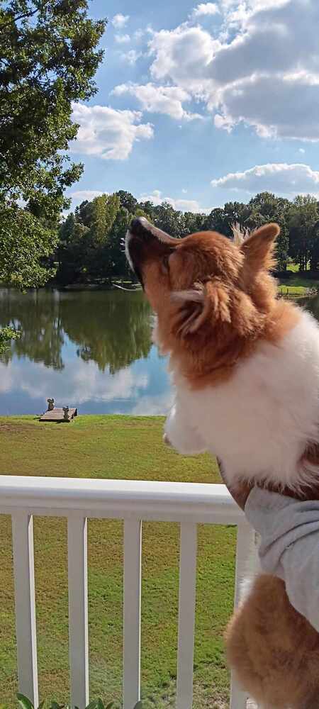 Entry image for Prince. Clicking this image will show a larger photo