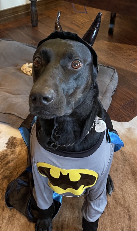 Entry image for Thor. Clicking this image will show a larger photo