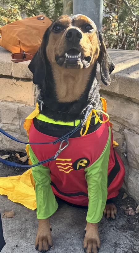 Entry image for Scrappy. Clicking this image will show a larger photo