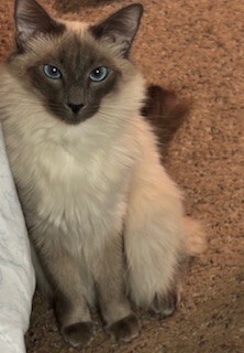 Entry image for Ruby Doo Nickell. Clicking this image will show a larger photo