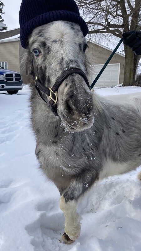 Entry image for Blue. Clicking this image will show a larger photo