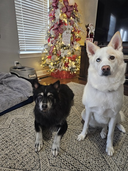 Entry image for Miska & Sky. Clicking this image will show a larger photo