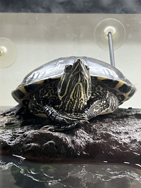 Entry image for Henry. Clicking this image will show a larger photo