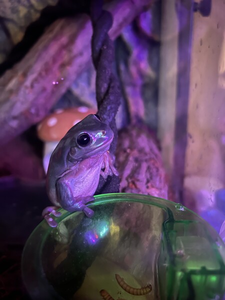 Entry image for Simon. Clicking this image will show a larger photo