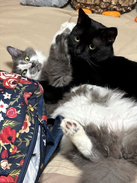 Entry image for Charlie and Sophie. Clicking this image will show a larger photo