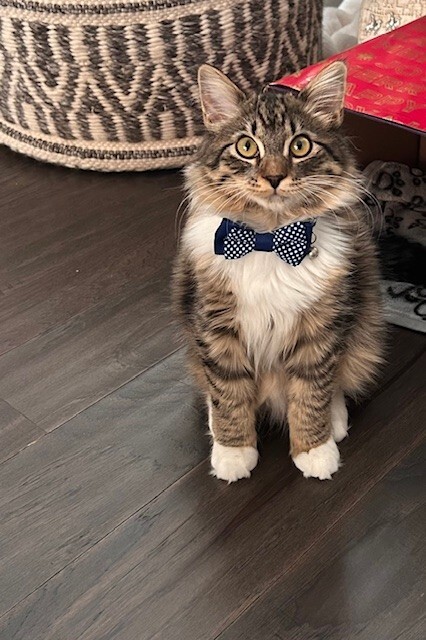 Entry image for Benito. Clicking this image will show a larger photo