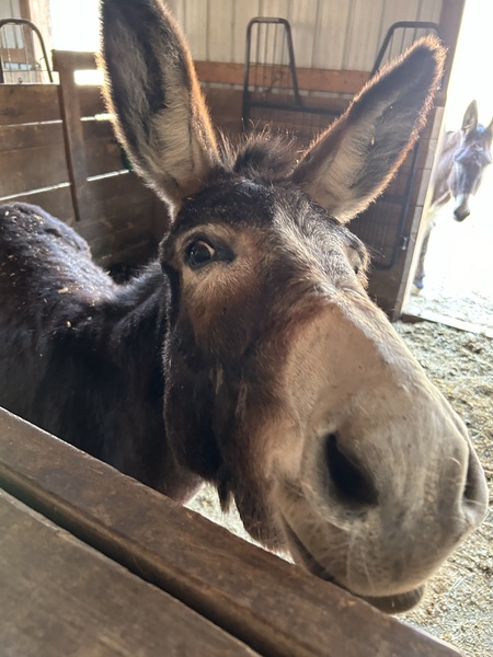 Entry image for Beatrice. Clicking this image will show a larger photo