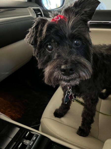 Entry image for Iris. Clicking this image will show a larger photo