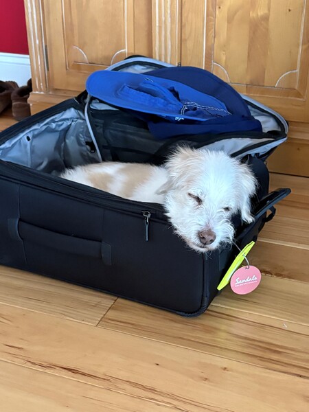 Entry image for Ollie. Clicking this image will show a larger photo