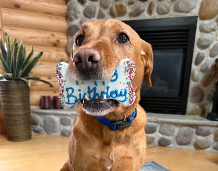 Entry image for Millie. Clicking this image will show a larger photo