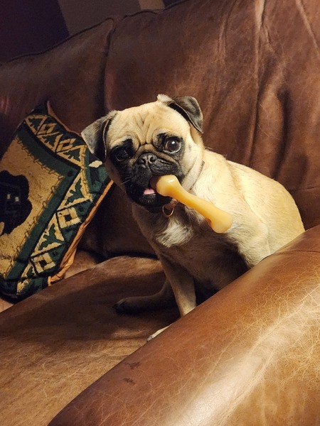 Entry image for Gunni. Clicking this image will show a larger photo